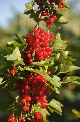 red currant berries