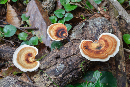 wild Mushrooms