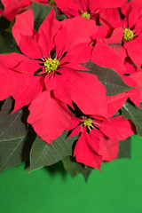 ポインセチア