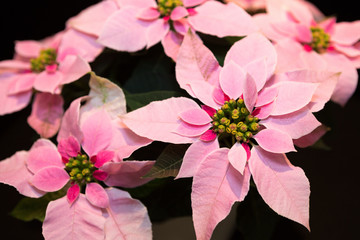 ピンク色のポインセチア