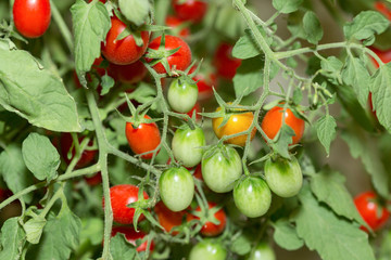 実ったミニトマト