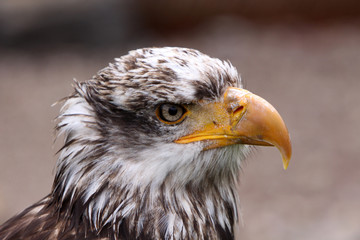 Junger Weisskopfseeadler