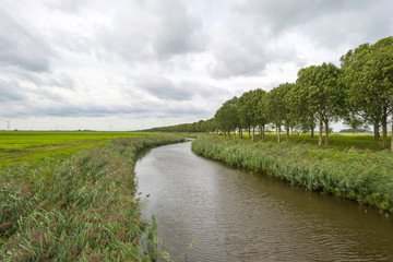 Reed along a canal waving in the wind