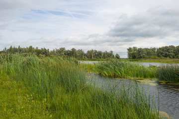 Fototapeta na wymiar Reed along a lake waving in the wind