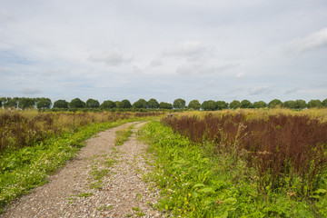 Footpath through a field in summer