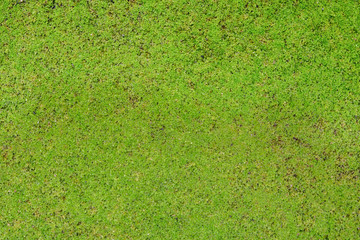 Fototapeta premium Green nature background