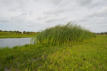 Reed along a lake waving in the wind
