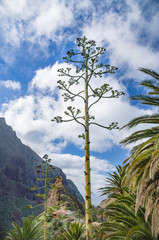 Fototapeta na wymiar Century plant against Masca village and mountains, Tenerife