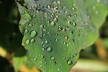 rosée sur feuille d'arum