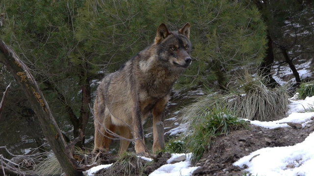  Iberian wolf watching their snowy surroundings.