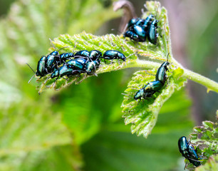 Green shiny bugs mating on a green leaf