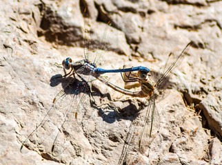 Two mating dragonflies on a rock