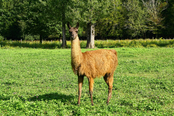 un lama