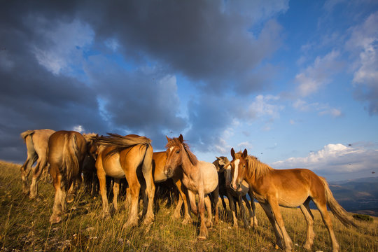 Cavalli nel parco del monte subasio