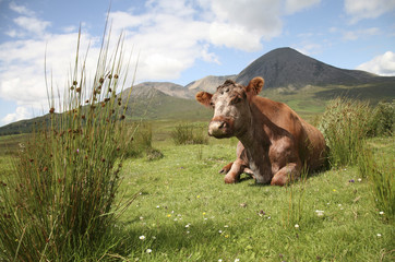 Rind, Kuh, Landschaft in Schottland, Gro&szlig;britannien 