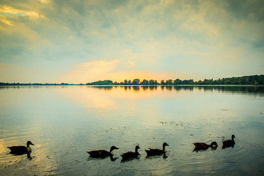 papere sul lago al tramonto