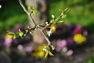 Blüte am Zwetschgenbaum