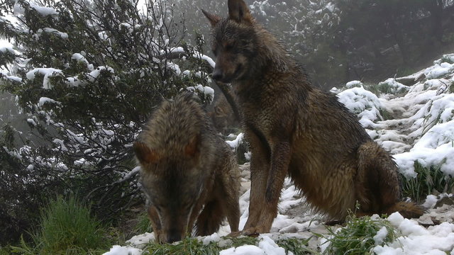 couple Iberian wolves in the snowy mountains marking his body odors in the snow   