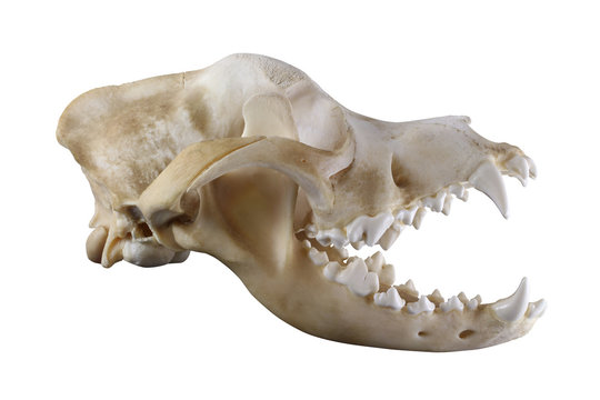 Skull of purebred Saint Bernard dog isolated on a white background. Lateral view.  Opened mouth, all teeth are presented, big canins (fang). Sharp isolation by pen tool.