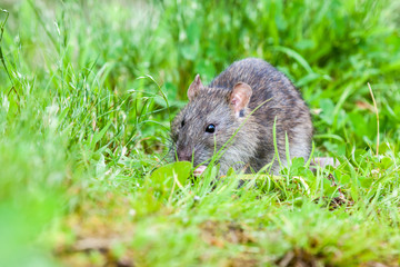 wild rat