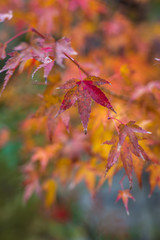 autumnal background, slightly defocused red marple leaves