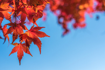autumn leaves, very shallow focus