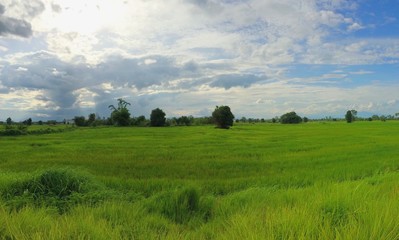 Obraz premium the rice field land