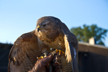 Bussard