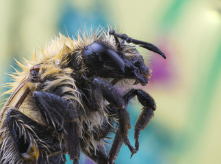 Bee super macro