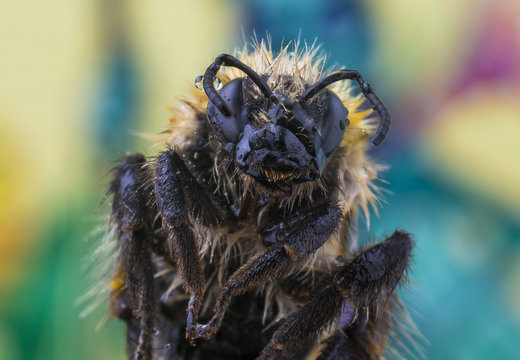 Bee super macro