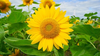 Obraz premium 真っ黄色なヒマワリ