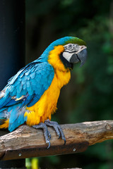 ルリコンゴウインコ