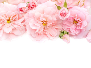 Pink roses bouquet on the white background