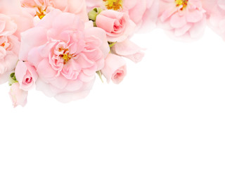 Pink roses and buds in the corner of the white background