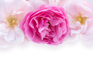 Bright pink and pale pink roses on the white background