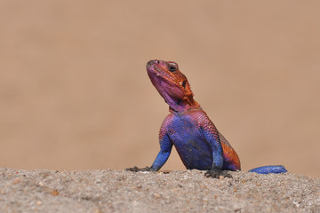 Pretty red and blue male rainbow lizard agama from Tanzania