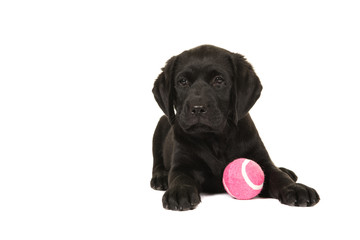 Cute black labrador puppy dog lying down with a pink ball isolated on a white background