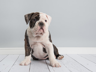 Cute english bulldog puppy in grey living room setting
