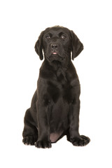 Cute sitting black labrador puppy facing the camera isolated on a white background
