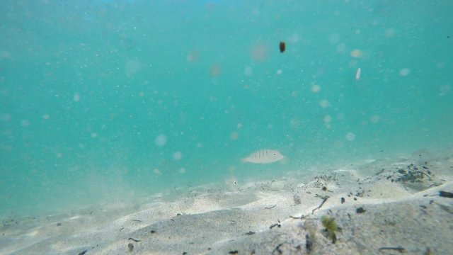 fish swimming over a sandy seabed