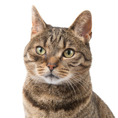 Pretty tabby cat portrait isolated on a white background