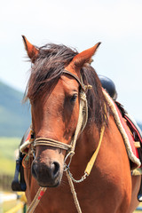 馬のポートレート