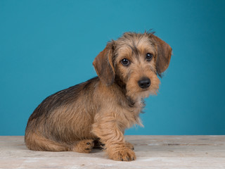 Cute dachshund puppy dog sitting facing the camera on a wooden floor and blue background