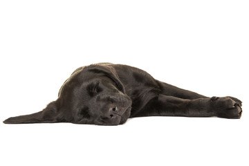 Cute sleeping black labrador retriever puppy dog on a white background © Elles Rijsdijk