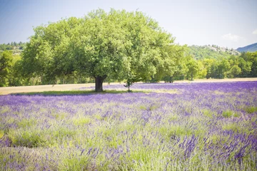 Tuinposter Lavendel Lavendel velden