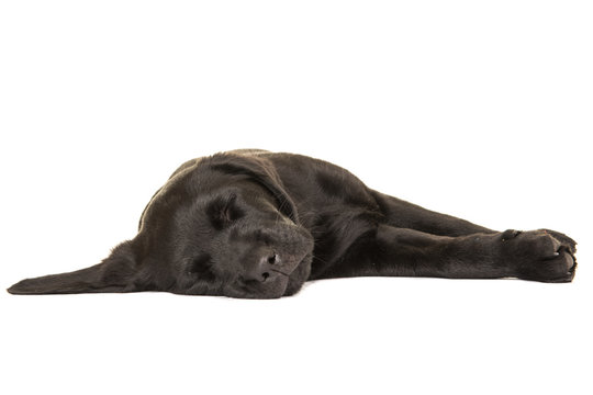 Cute sleeping black labrador retriever puppy dog on a white background