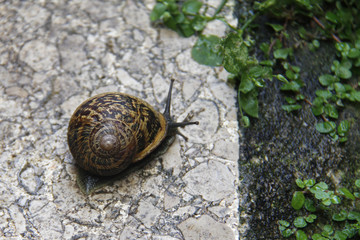 Caracol, moluscos gasterópodos