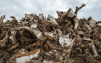 Piled tree stumps from close