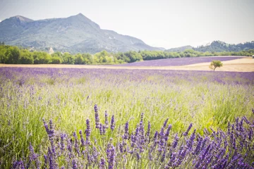 Fotobehang Lavendel Lavendel velden
