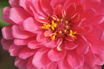 Extreme close up shot of zinnia flower